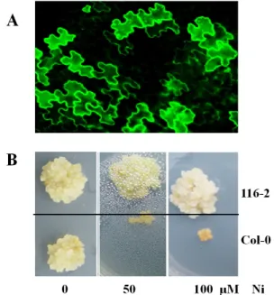 Fig. 1 A. Localization in TgMTP1:GFP-overexpressing transgenic plant leaves. B. Assay of 116-2 and Col-0 on plates treated with  Ni after callus induction