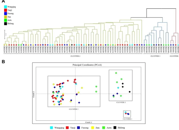 Fig. 1 (A) Model-based clustering tree (UPGMA) based on a CS Chord 1967 matrix and a (B) principal component coordinates  analysis of 73 Chinese ginseng accessions collected from six regions in China