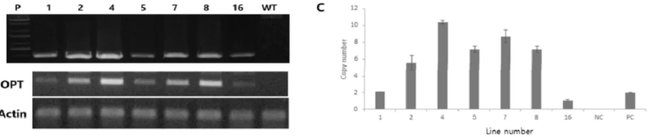 Fig. 1 Confirmation of the OsOPT10 transgenic rice lines. (A), PCR amplification of OsOPT10 transgene by 35S forward and  OsOPT10 reverse specific primers transgenic rice lines