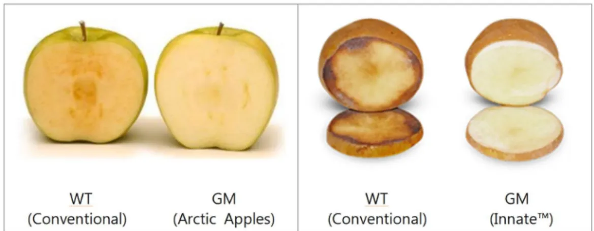 Fig. 2 GM apple (Arctic Apples) and GM potato (Innate™) geared to the needs of consumers