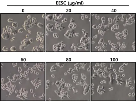 Fig. 2. Morphological changes by EESC in HT29 cells. Cells were treated with indicated concentration of EESC for 48 h, and then visualized by light microscopy