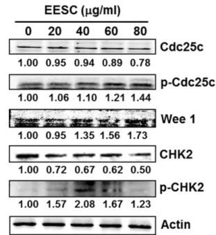 Fig. 6. Effects of EESC on the expression of upstream signal proteins leading to G2/M arrest in HT29 cells