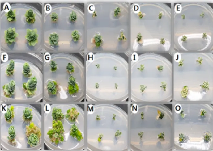 Fig. 2 Effect of plant growth regulators on multiple shoot induction  from shoot of Echeveria elegans