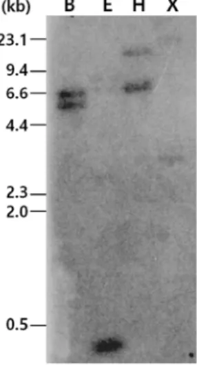 Fig. 3 Tissue-specific expression of PagDRM1. Total RNA was  extracted from the young leaves (YL), mature leaves (ML),  stems (S), roots (R), and flowers (F) of Populus alba ×  P