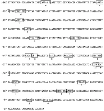 Fig. 2 Promoter sequence of the Pagns-LTP gene. The boxed  regions indicate the potentially functional elements predicted by  PLACE software