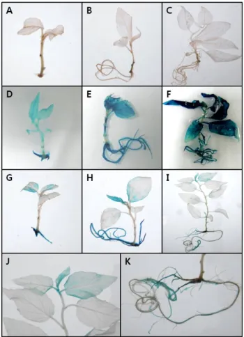Fig. 5 Cellular localization of GUS activity. A. Root of 4 weeks  old transgenic poplar