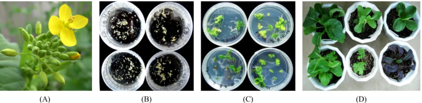 Fig. 3 The process of embryogenesis and plant regeneration derived from microspore. (A) Sampling time for flower buds of B