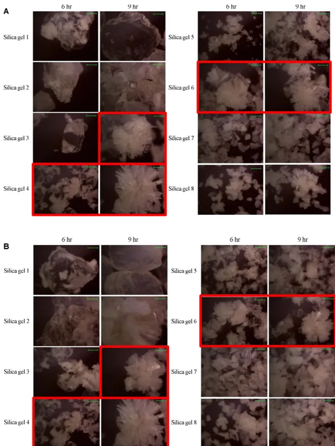 Fig. 2. Video microscope images of vancomycin crystals obtained through the crystallization process at a fixed (A) surface area (60.75 m 2 ) and (B) pore volume (0.1185 cm 3 ) of silica gel