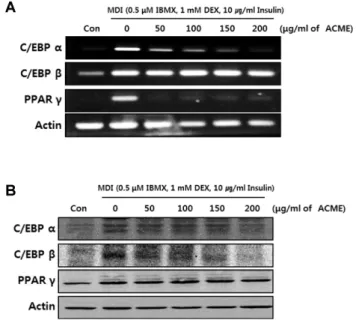 Fig. 3. Effect of ACME on adipogenesis related gene and protein expressions. (A) Modulation of adipogenic transcription factors by ACME was evaluated by RT-PCR
