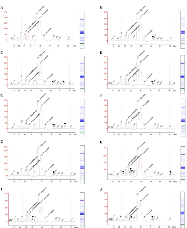 Fig. 2. Electrophoreogram and gel-like image of high pressure-treated of heat treated protein in milk