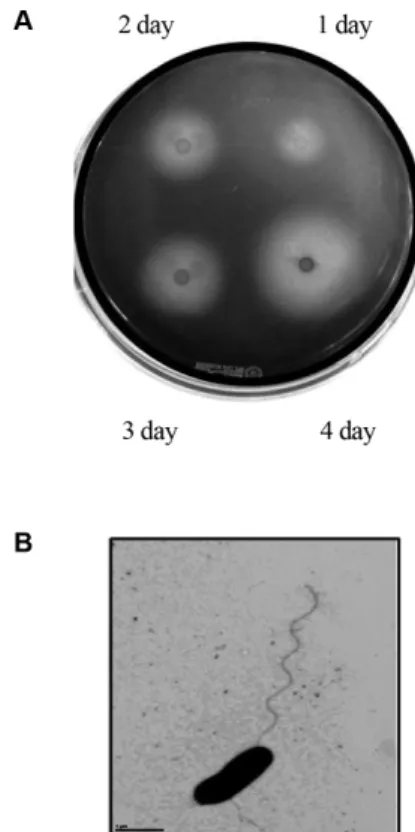 Fig. 1. Agar-degrading activity and transmission electron micrograph (TEM) of the marine bacterium SH-1