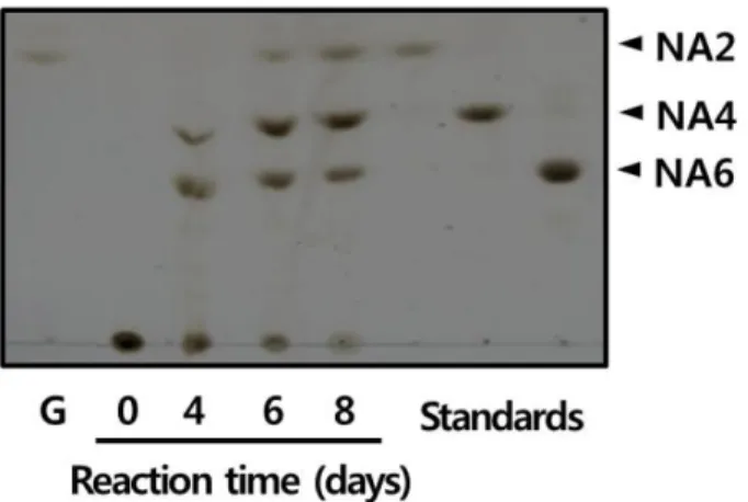 Fig. 7. Thin layer chromatography analysis of the hydrolyzed product of agarose by agarase produced from SH-1