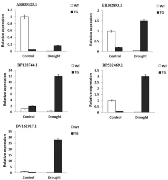 Fig. 3 (A) Effect of NtROS2a expression levels on rice responses  to cold and drought stresses