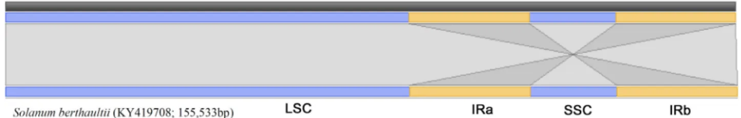 Fig. 2 Gene map of the S. berthaultii chloroplast genome. The genes on the outside of the map are transcribed in the clockwise  direction and the genes on the inside of the map are transcribed in the counterclockwise direction