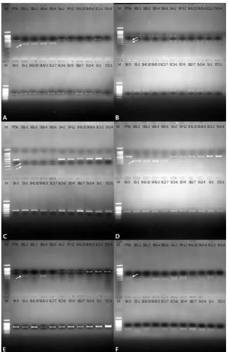 Fig. 5 PCR-based markers for the discrimination of S. berthaultii from other Solanum species