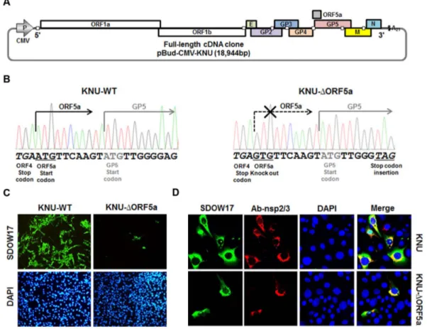 Fig. 1. Construction of an ORF5a knock-out mutant clone using reverse genetics. (A) Genome organization of a full-length KNU-12 infectious cDNA clone