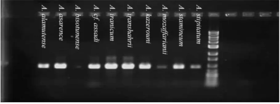 Table 2 Nucleotide abundances derived from the matK  gene of Allium species