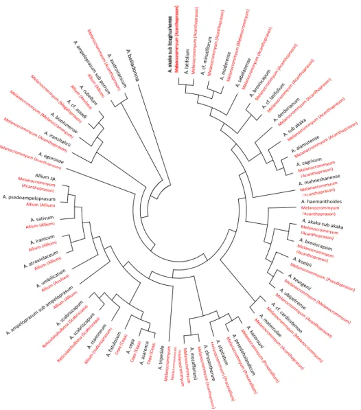 Fig. 2 Neighbor-joining phylogenetic tree analysis of 46 Allium species based on the nucleotide sequences of a matK  region