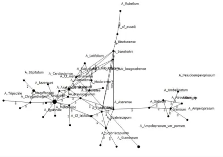 Fig. 3 Interconnectivity grid of the varieties of Allium  species studied using the matK  gene (popART software)