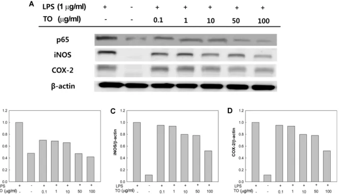 Fig. 3. Effect of tuna oil (TO) on western blot analysis of NF- κB p65, iNOS, and COX-2 protein expression on LPS-induced inflam- inflam-matory responses in RAW 264.7 cells, and (B-D) relative unit of densitometries of such an expression.