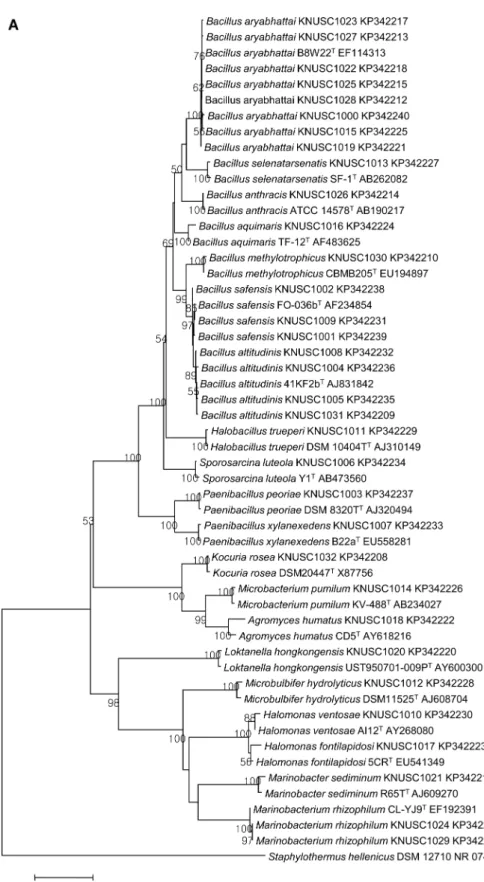 Fig. 1. Phylogenetic analysis of marine bacteria isolated from rhizosphere soils of  S