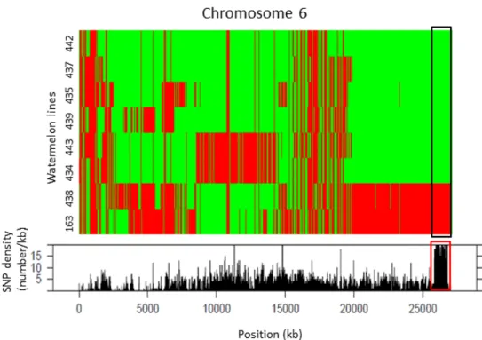 Fig. 3 Graphical representation of SNP distribution in chromosome 6. Upper, SNP distribution; green indicates agreement with the  sequence of the reference genome and red indicates differences from the reference genome