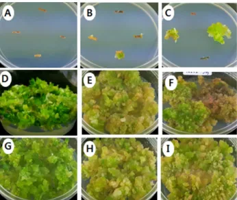 Table 2 Effect of plant growth regulators on shoot formation from callus of Haworthia maughanii Growth regulators (mgL -1 ) NAA BA Callus formation b Number of shoots/callus Shoot length(cm) 0 0 + 4.1d 0.6d 0 0.5 ++ 0f 0e 0 1 + 0f 0e 0 1.5 ++ 0f 0e 0 3 + 0