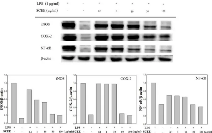 Fig. 3. Effect of SCEE on LPS-induced iNOS, COX-2, and NF- κB p65 expression in RAW 246.7 cells