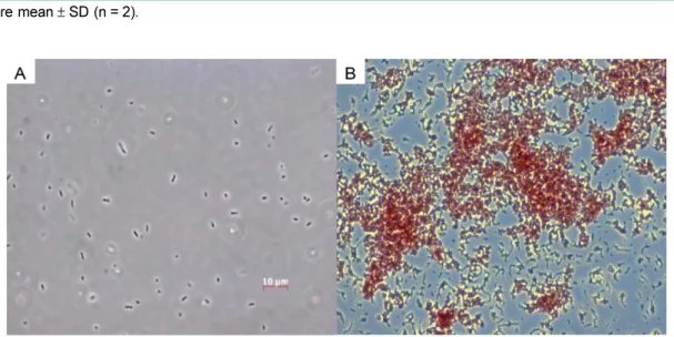 Table 1. Comparison of acid production by isolated  Acetobacter strains.