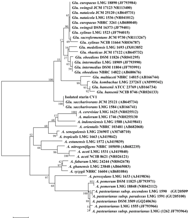 Fig. 2. Phylogenetic tree based on 16S rDNA sequences showing the positions of isolated strain CV1 and the representatives of other related taxa