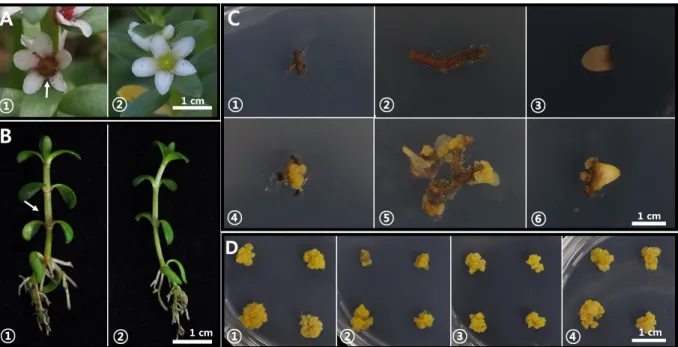 Fig. 1 Phenotypes of two sea-milkwort accessions, and different response in callus induction and their proliferation depending on  genotype, explant type, 2,4-D concentration, and light condition