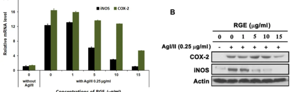 Fig. 2. Effects of the ethanol extract of red ginseng (RGE) on the protein and mRNA expression of iNOS and COX-2 in the Ag I/II-N-stimulated RAW 264.7 cells
