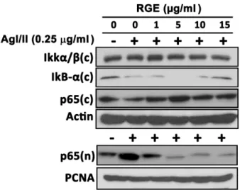 Fig. 4. The anti-inflammatory effect of the ethanol extract of red ginseng (RGE) is closely related to the suppression of MAPK-mediated signaling pathways in the Ag  I/II-N-stimu-lated RAW 264.7 cells