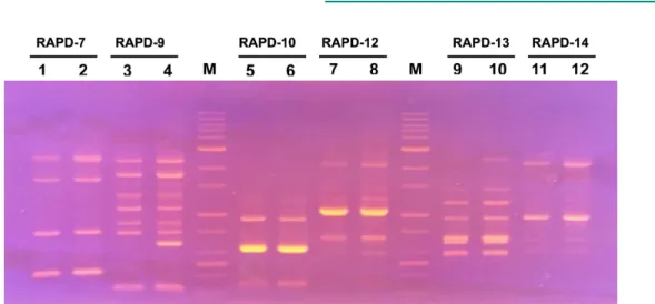 Fig. 1. Genomic comparison between YB-1413 and YB-1414 according to RAPD-PCR products