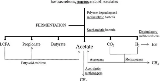 Fig. 2. Simplified scheme showing carbohydrate fermentation and VFA formation in the intestinal tract