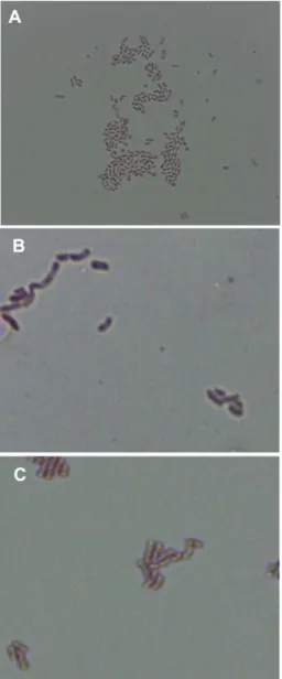 Fig. 1. Microscopic images of isolated 3 AAB. (A)  A. pas- pas-teurianus NH2 (×400), (B) A
