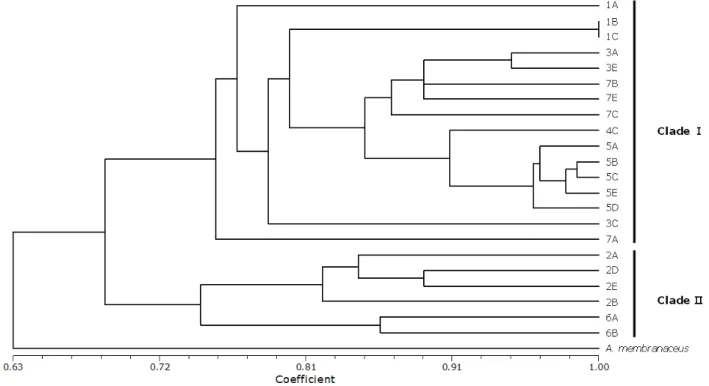 Fig. 1 Dendrogram of the Glycyrrhiza accessions based on the Dice coefficient as calculated from the EST-based microsatellite marker  data