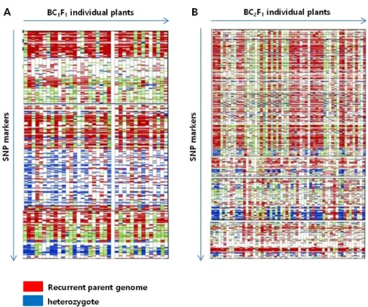 Fig. 3 Frequency distribution of the recurrent parent genome  recovery (%) in BC 2 F 1  population