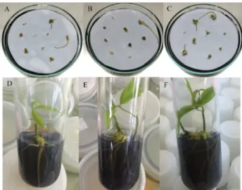 Table 2 The effect of two dehydration methods on the survival rate and regrowth percentages of the control (-LN) and cryopreserved  (+LN) zygotic embryos of the rubber tree treated with encapsulation dehydration protocol