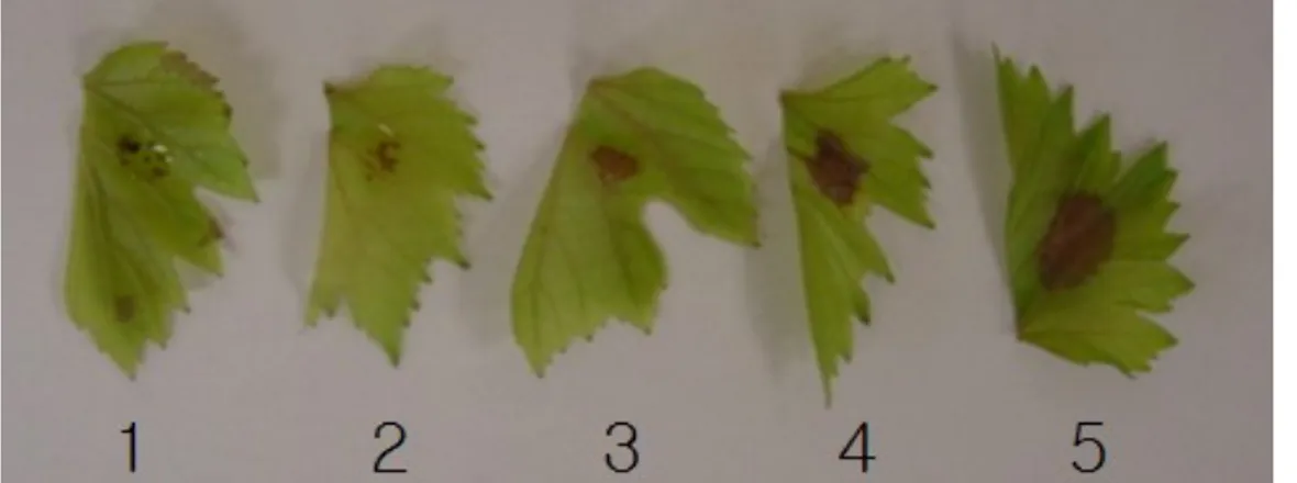 Table 1 Comparison of responses to culture filtrates and their ethyl acetate extracts from Xyllela fastiduosa in bunch grapes Cultivar Lesions by treating z
