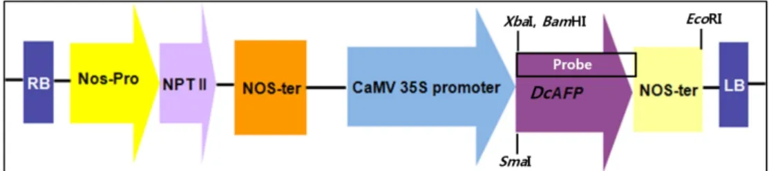 Fig. 1 Linear map of the T-DNA region of the recombinant pBI121-DcAFP showing the site of the inserted DcAFP