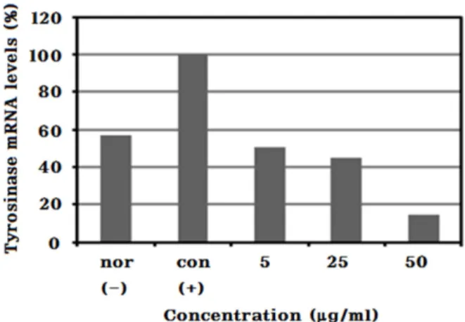 Fig. 13. TRP-1 related quantitative mRNA expression rate of ethanol extract from  Smilax china  L