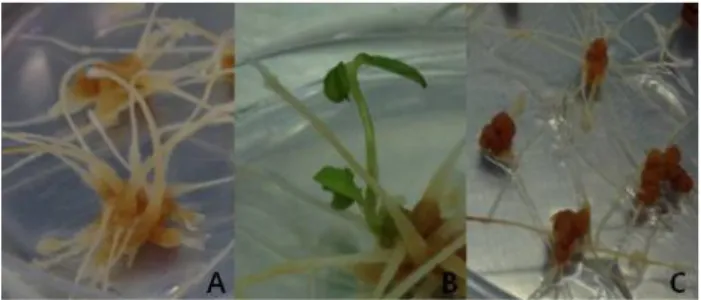 Fig. 1 Morphogenesis of cultures of hypocotyls explants of  Astragalus sinicus grown in MS medium containing various  concentrations of 2,4-D for 6 weeks
