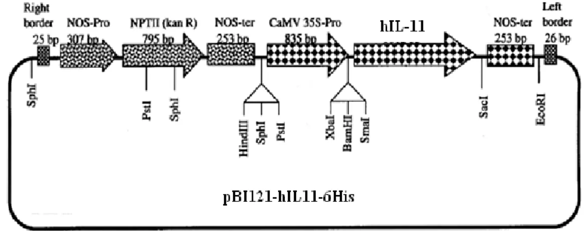 Fig. 2 Plant expression vector for the expression of hIL-11 in tobacco. The T-DNA region contains the hIL-11 protein expression  cassette consisting of the cauliflower mosaic virus 35S (CaMV 35S) promoter fused to a tobacco mosaic virus (TMV) 5′-untranslat