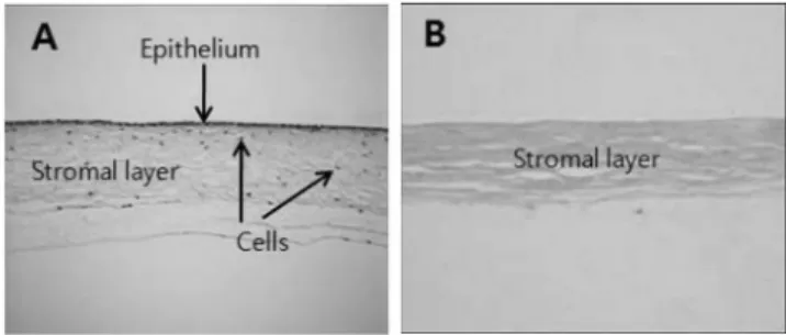 Fig. 3. Scanning electron microscopic analysis of acellular bovine amniotic membrane. Surface (A) and cross section (B) of the acellular bovine amniotic membrane were examined.