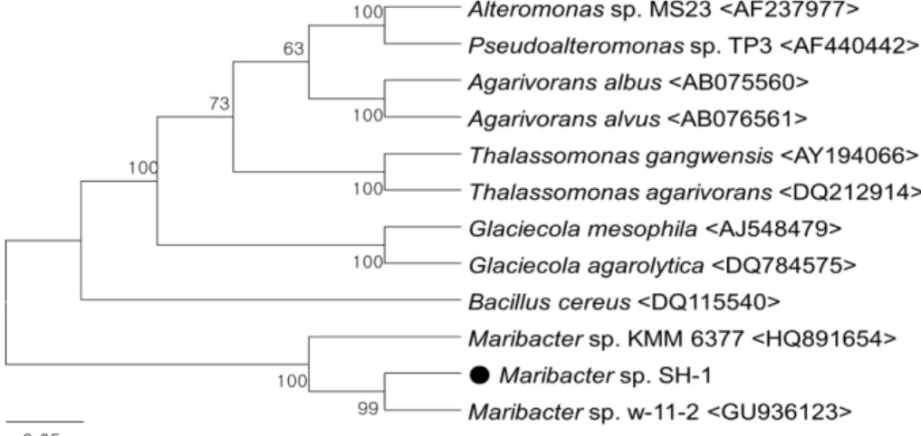 Fig. 1. Phylogenetic tree based on almost complete 16S rDNA sequence comparing isolated  Maribacter sp