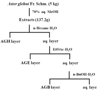 Fig. 1. Isolation procedure of Aster glehni Fr. Schm.