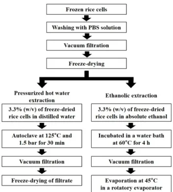 Fig. 1. The procedure for extraction from rice cells.