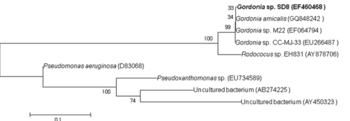 Fig. 1. Phylogenetic tree of  Gordonia sp. SD8.