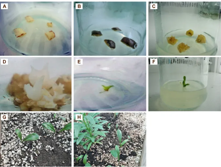 Fig. 1  A: Explants culture. B:  Swollen  explants.  C:  C allus produced from the composition of 3 µM 2,4-D and 0.5  µM kinetin